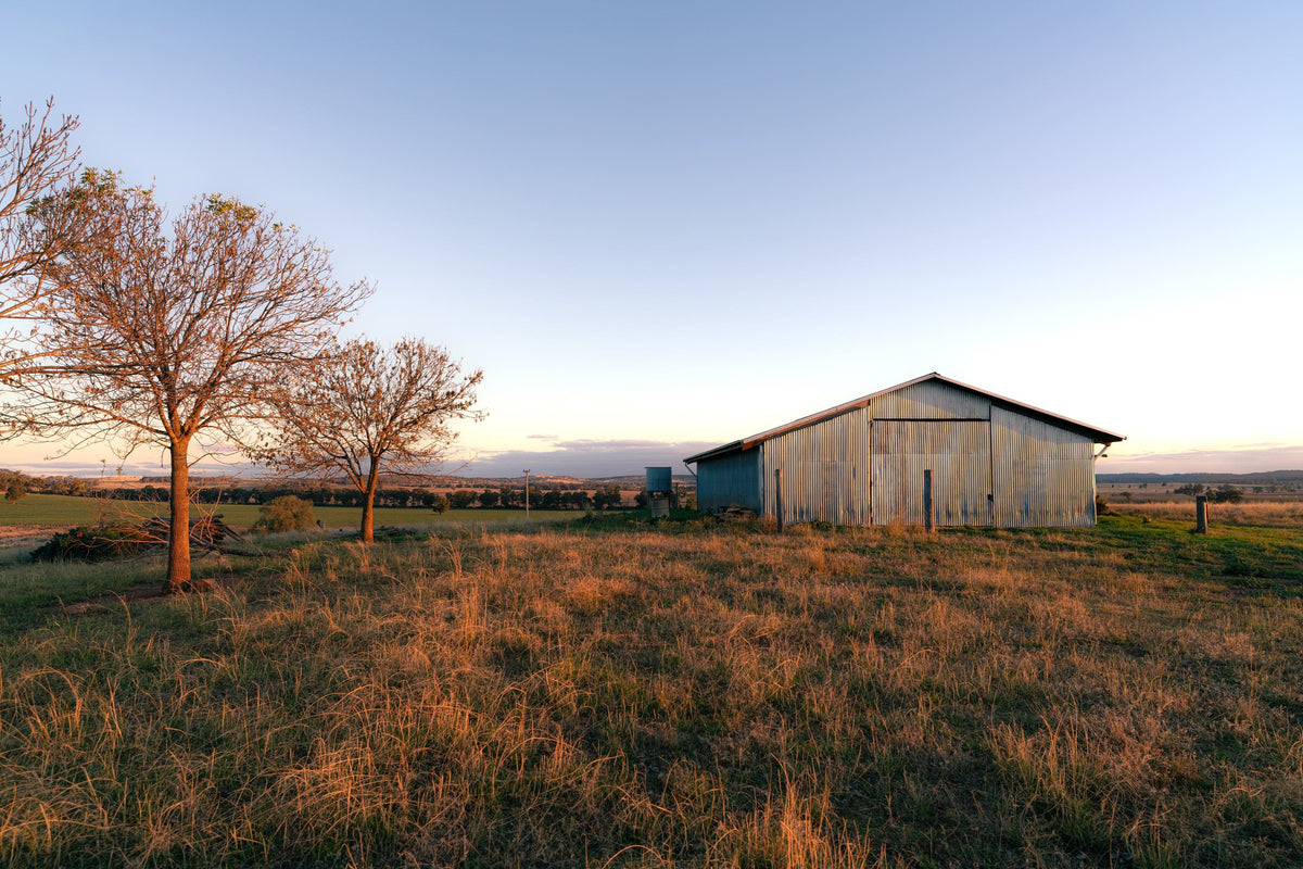 A rustic Australian weathered metal barn stands in a golden grassy Dunedoo field at sunset, with bare trees on the left and a blue sky fading to warm orange near the horizon.